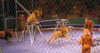 Unul din lei il ataca pe dresor