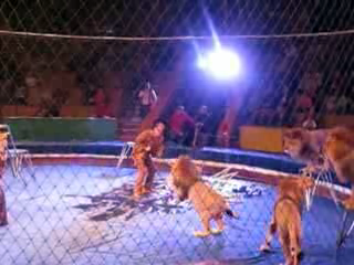 Dresorul incearca sa rezolve situatia