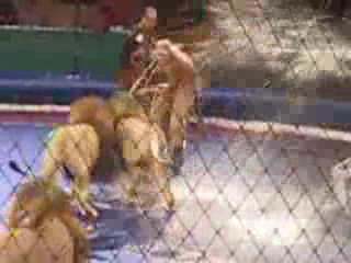 Barbatul este incoltit de feline