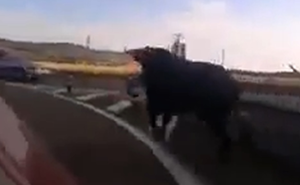 Taurul scapat de sub control era sa provoace o tragedie