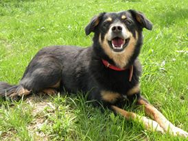 Gigica, unul din cainii antrenati pentru terapie, este maidanez si are sase ani