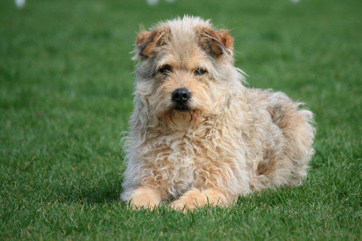 Cretu este tot un maidanez, care are la activ mai multe misiuni de cautare si salvare