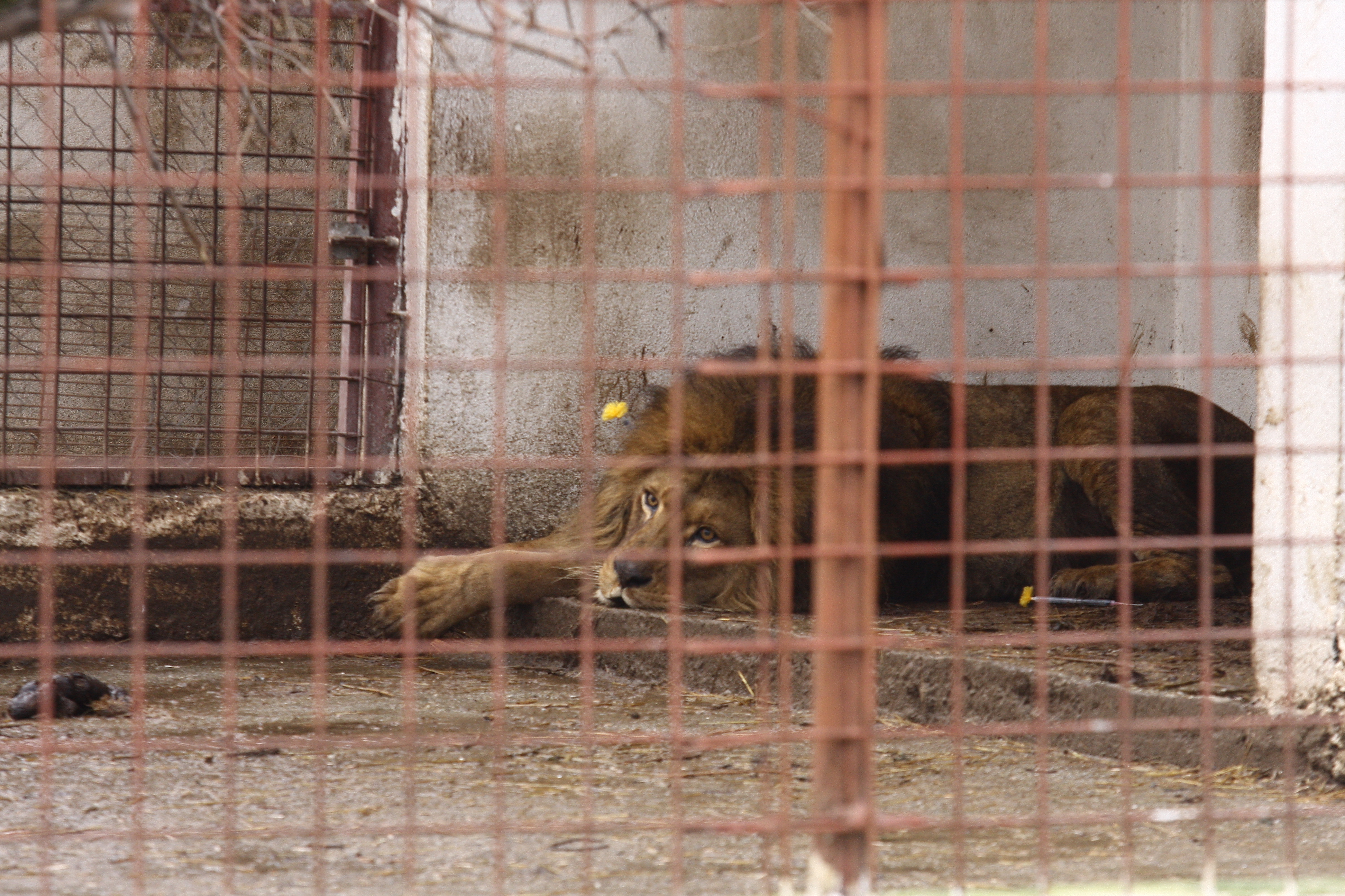 Unul din leii care faceau parte din gradina zoologica a 