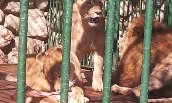 Leii lui Ion Balint au ajuns la gradina zoologica