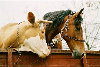 Firma familiei Soneriu, vizata in scandalul carnii de cal