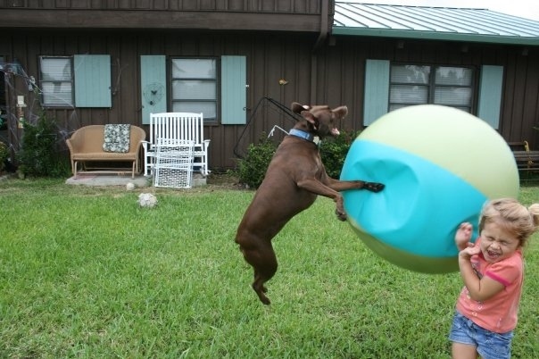Cand in peisaj este o minge uriasa, cainele nu mai tine cont de nimic