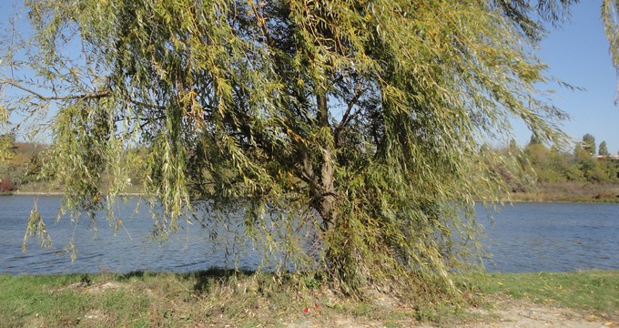 Ovidiu s-a spanzurat cu cureaua de la pantaloni de salcia de pe malul Lacului Plumbuita