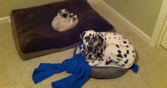 Un moment de neatentie si ramai fara pat!