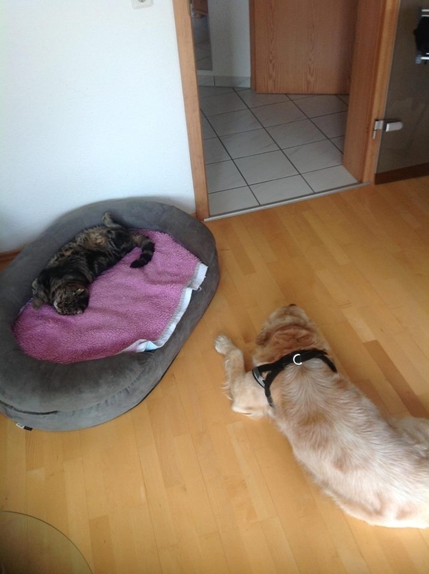 Mata se bucura de tot confortul oferit de un pat extra mare