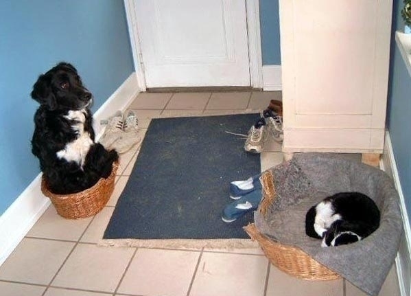 Au facut schimb de paturi