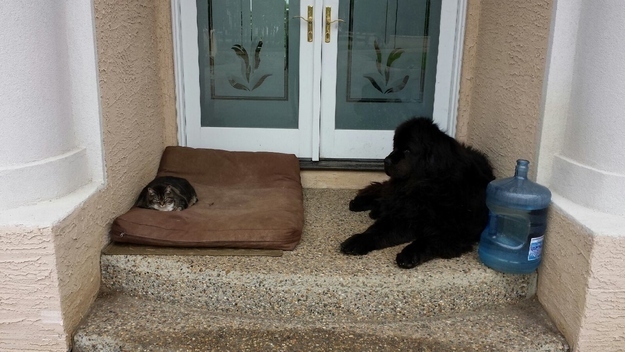 Nici afara nu scap de tine?