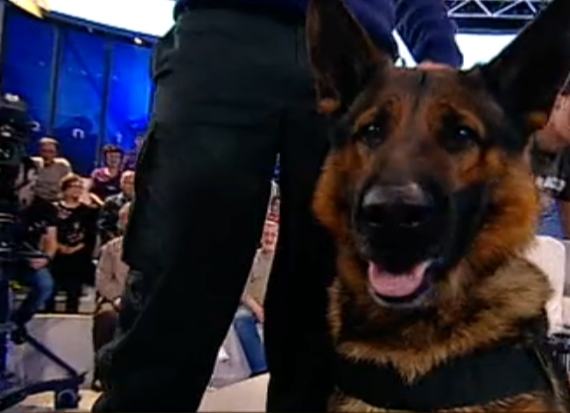 Dingo rezolva misiuni datorita unui miros ascutit