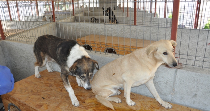 Cei mai multi caini au fost luati in sistemul de adoptii la distanta