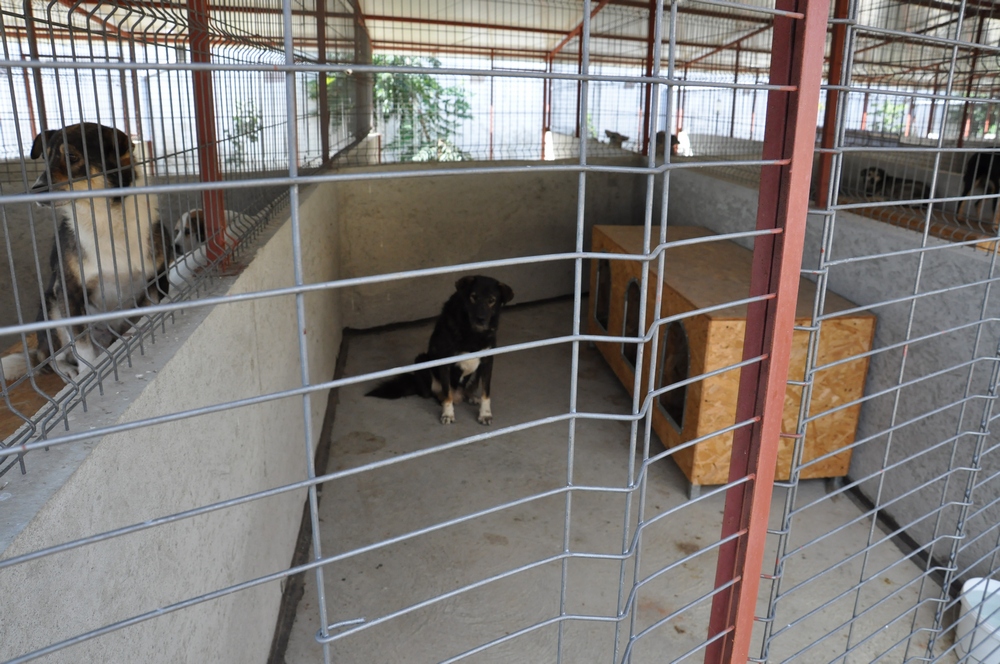 Doar doi caini au fost luati efectiv acasa de iubitorii de animale