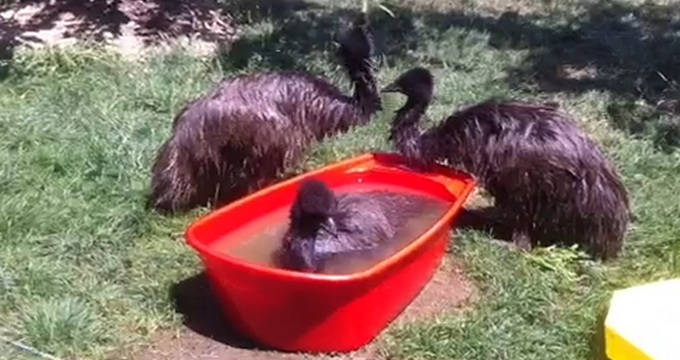 Pasarile Emu, care au fost 