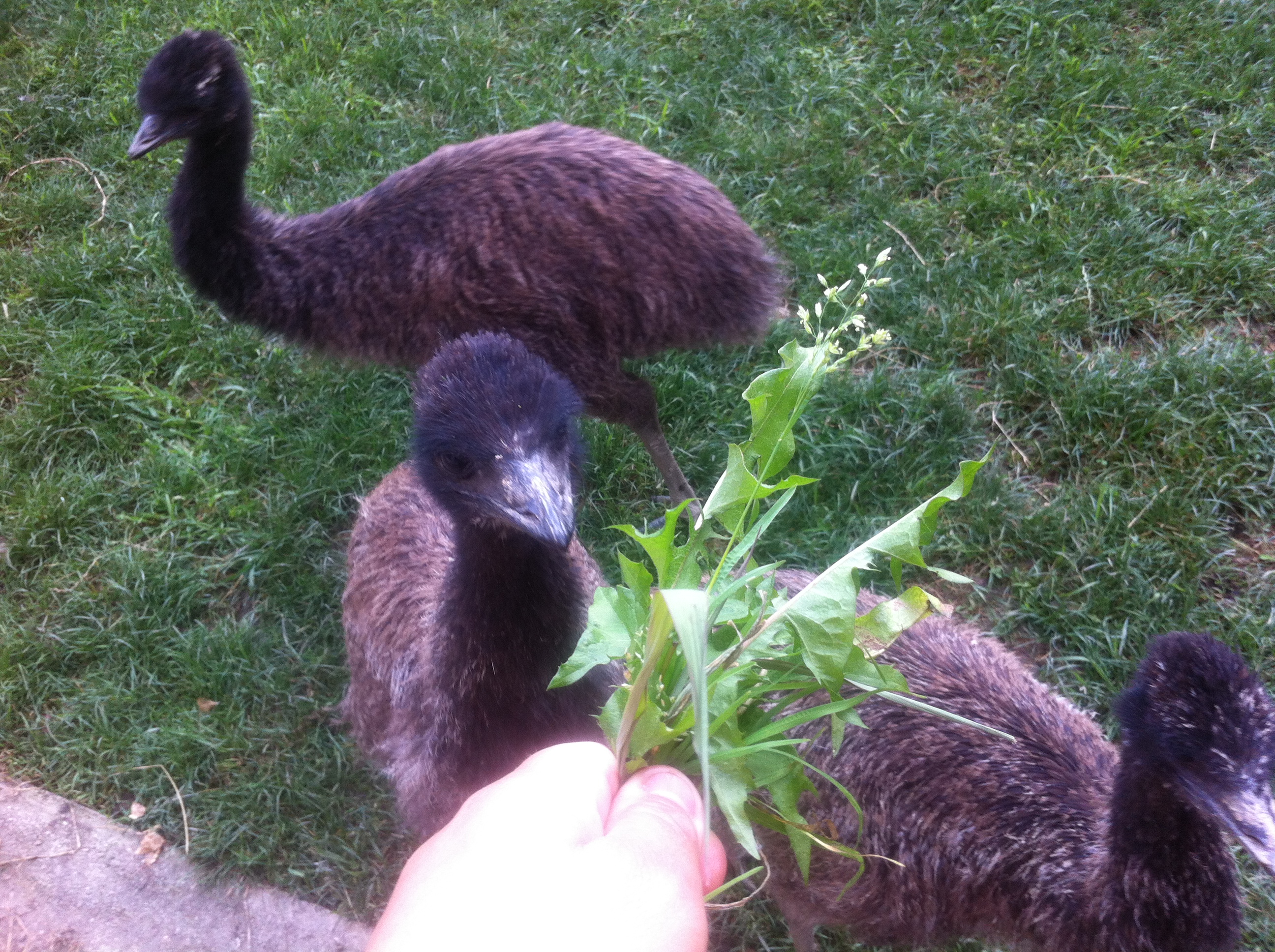 Pasarile Emu la masa