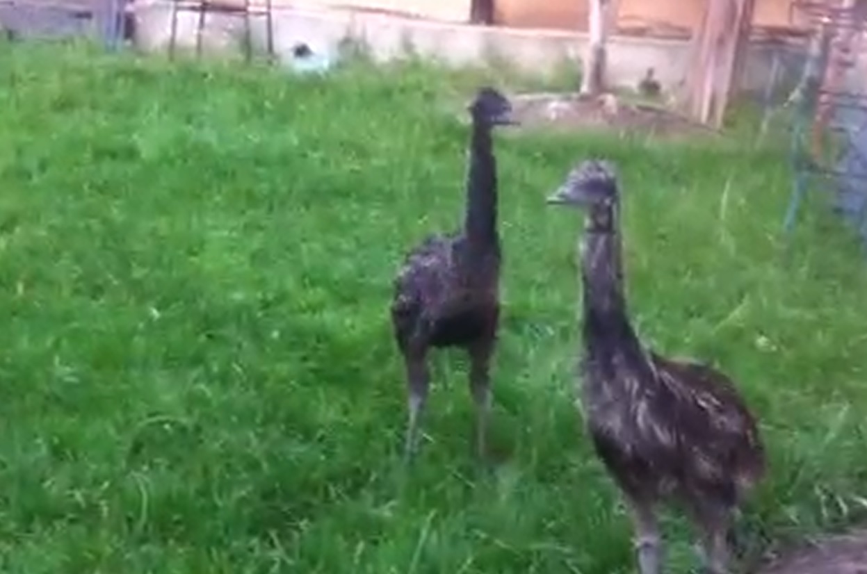 Pui de Emu la doua luni