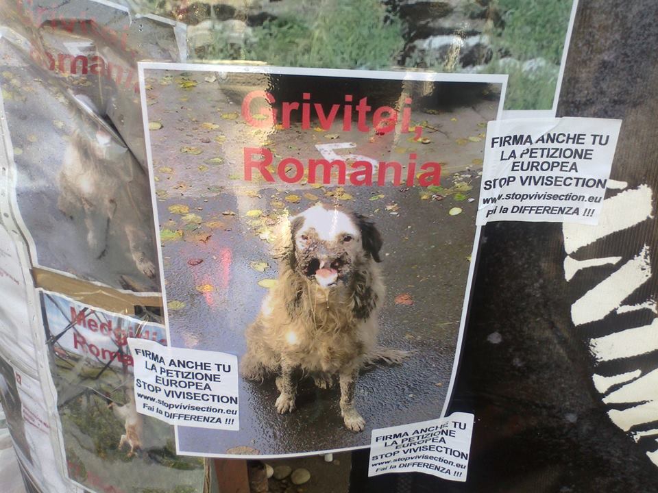 Italianul sta cu pancartele in fata ambasadei