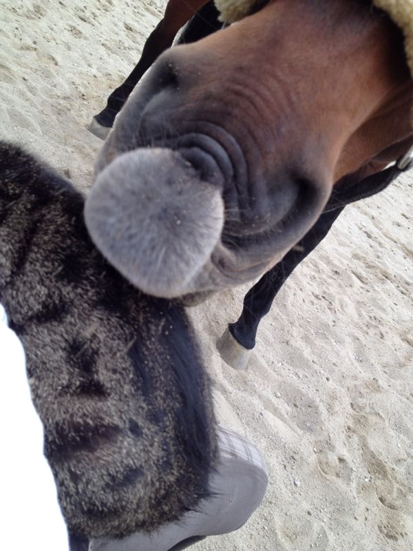 Felina nu s-a speriat, ci din contra se rasfata de fiecare data cand calul o 