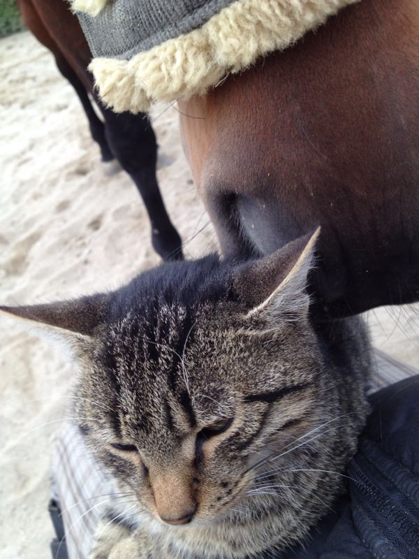 Mata a stat pana ce, din greseala, calul a 