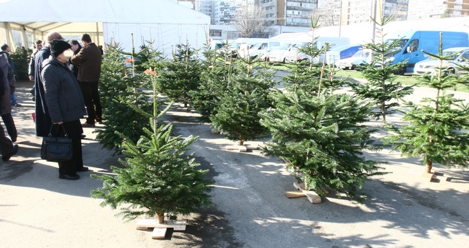 Brazii comercializati de Romsilva vor costa la fel ca anul trecut