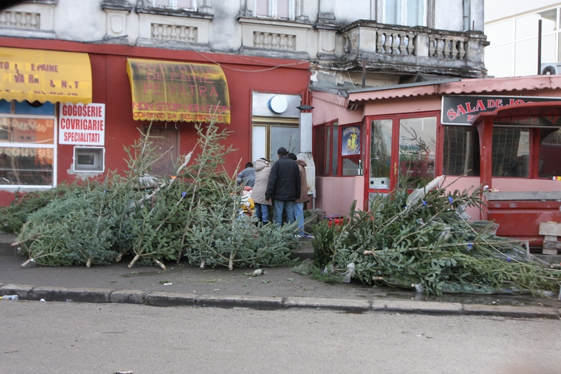 Anul acesta au fost taiati mai putini brazi ca anul trecut