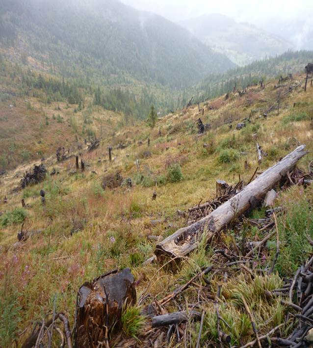 Cum arata o padurea de la Bucinis in 2013