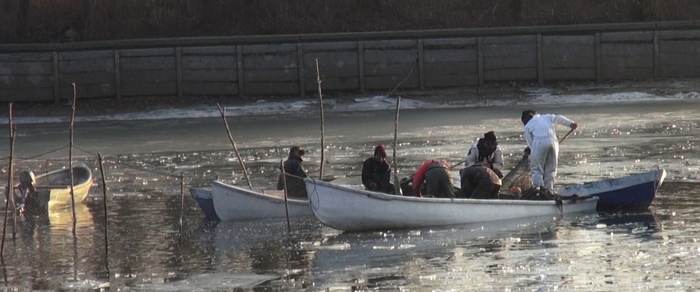 Crapii sunt pusi in plasele din apa, iar novacii sunt scosi pe mal