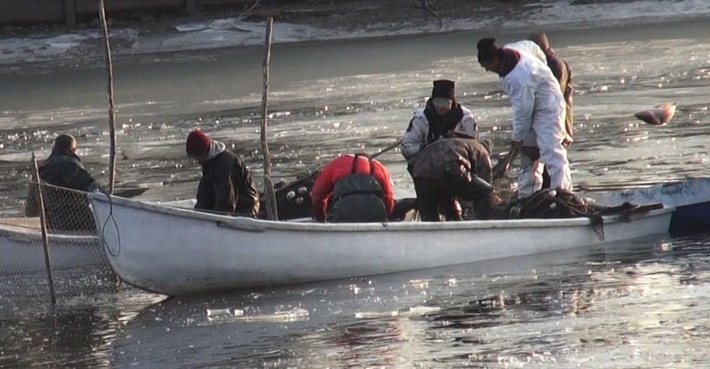 Dovada ca in Lacul Herastrau exista exemplare superbe de peste