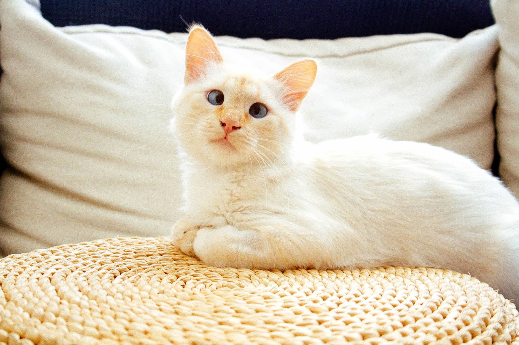 Fanii nu pot ramane indiferenti la pozele postate de motan, iar unul dintre zecile de comentariile postate la suna cam asa : “Lentila , esti mortal!”