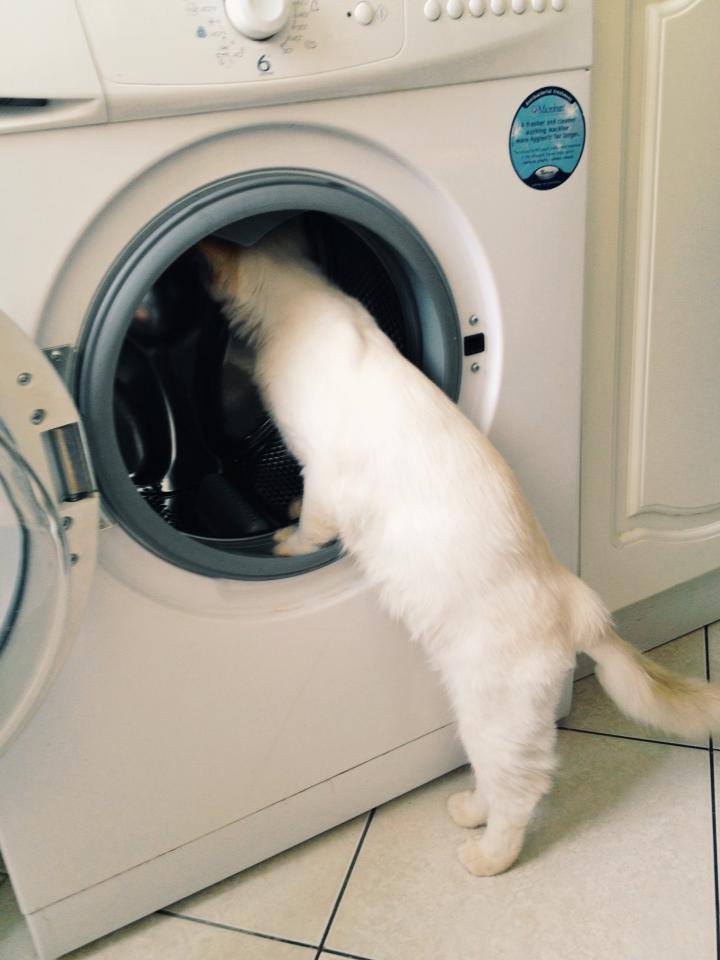 Dupa cum putem observa mata este extrem de curioasa