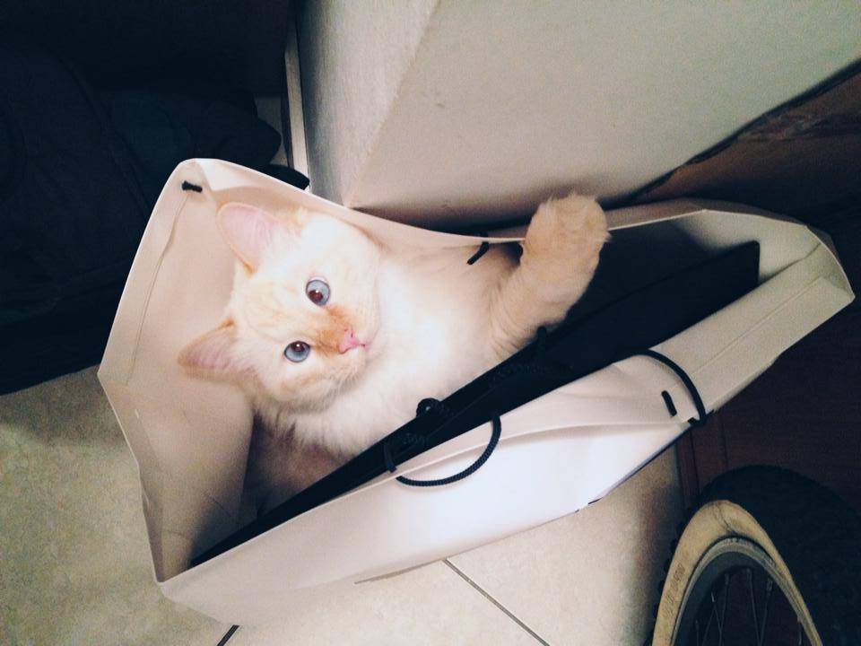 Lentila si pungile de cadouri. Nimic nu trece fara sa fie verificat indeaproape de motan