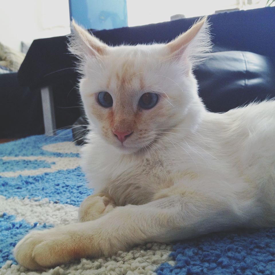 “Strabinel” testeaza covorul din casa noilor parinti