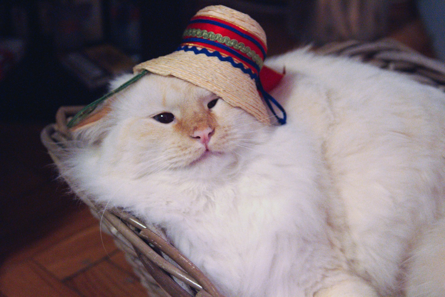 Lentila adora vacantele, bineinteles care presupun mult somn