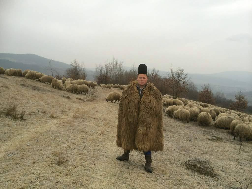 Ghita ne-a povestit ca are in jur de 900 de miei