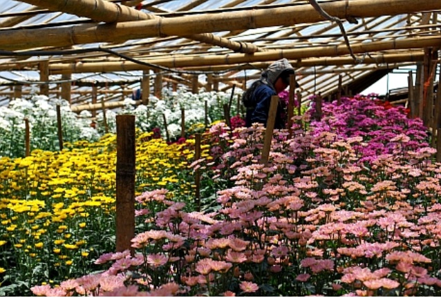 Florareasa a ajuns la sapa de lemn in ultimul an