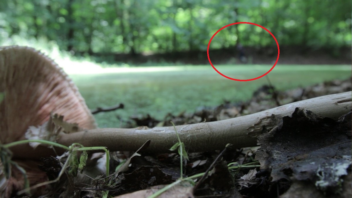 Obiectivul aparatului de fotografiat a reusit sa surprinda un lucru bizar la vestita balta a vrajitoarelor