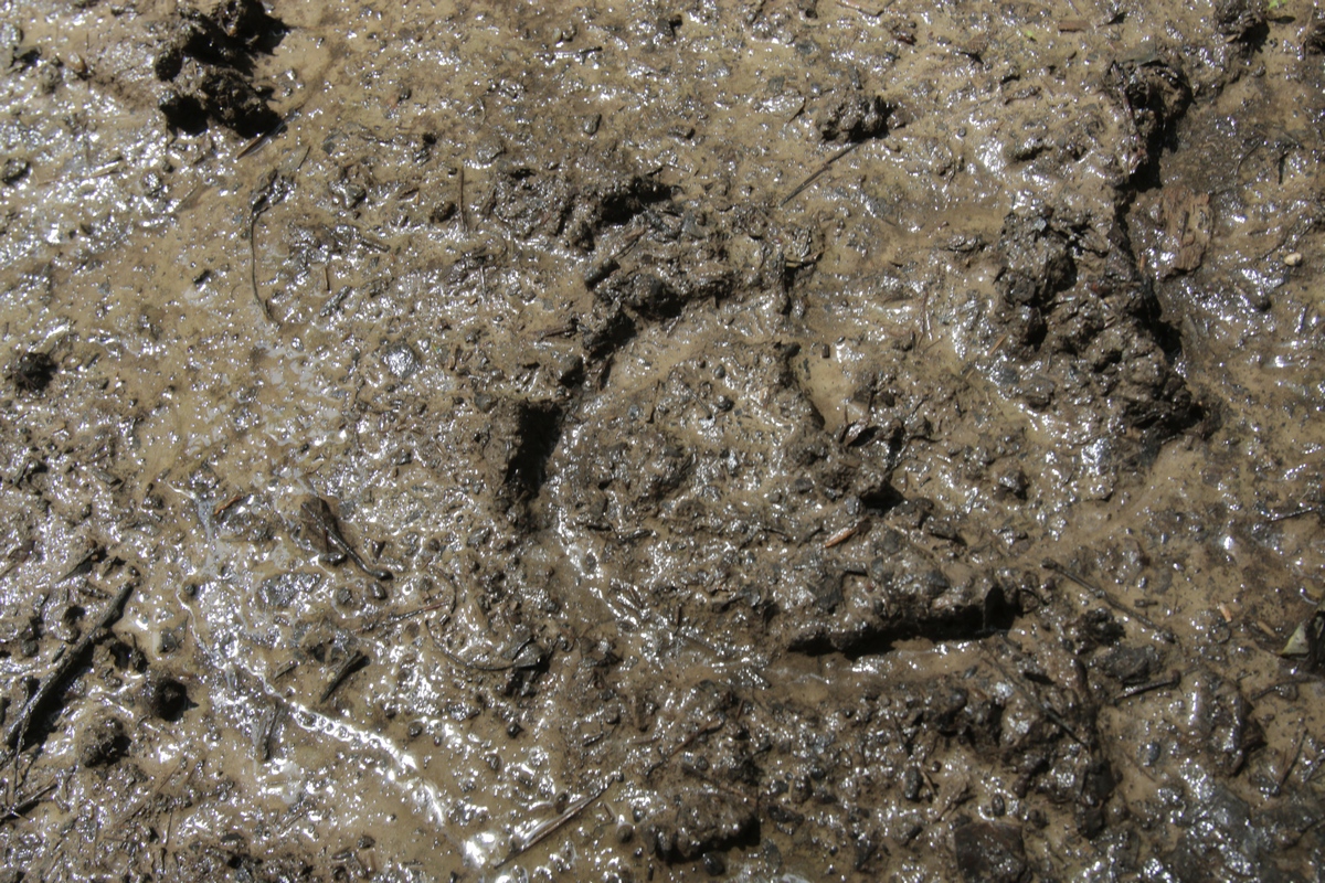 Legendele spun ca nici animalele nu se adapa din balta. Drumul acre duce la balta este plin de urme, insa langa ochiul de apa nu exista nici macar picior de naimal