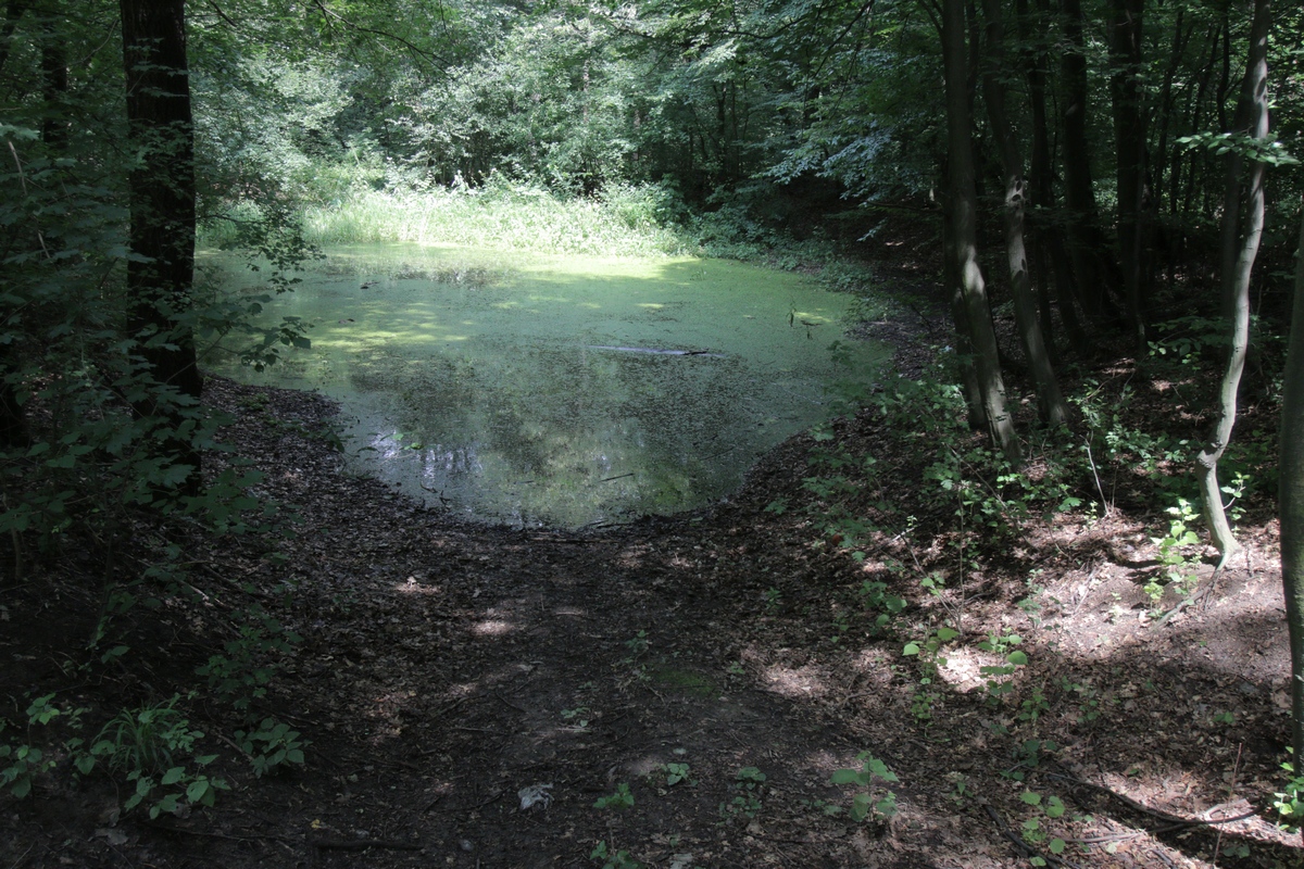Se spune ca la ochiul de apa din padure se aduna in serile din apropierea noptilor de Sfantul Gheorghe