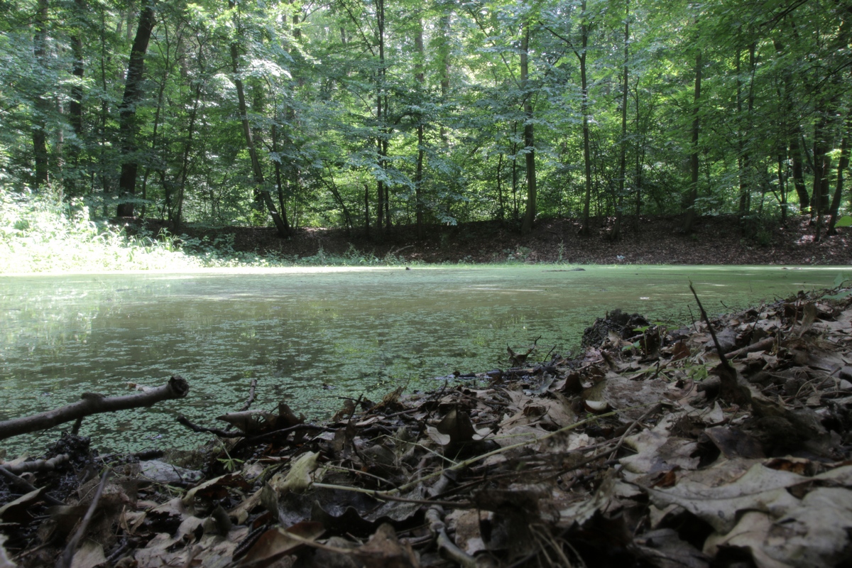 In preajma lacurilor nu creste iarba, ci sunt doar frunze uscate