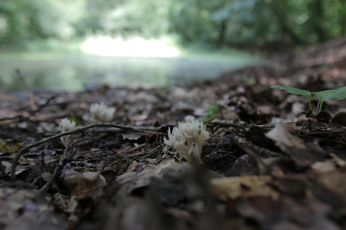 Balta se afla in padurea Boldu-Creteasca