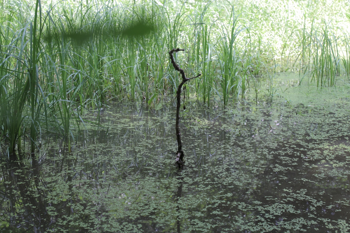 Chiar daca se spune ca balta nu are fund, se vede cu cohiul liber ca nu este adanca