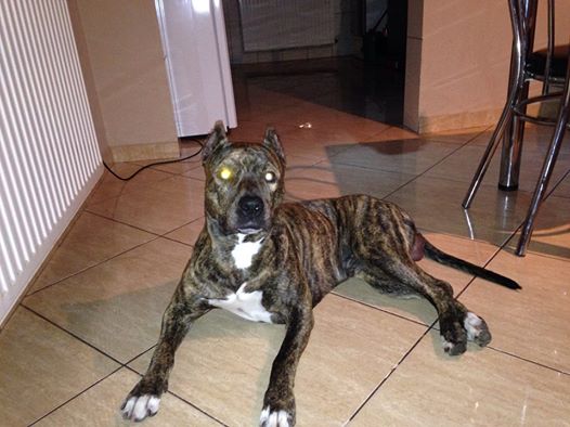 Bogdan Vladan are mare grija de patrupedul sau