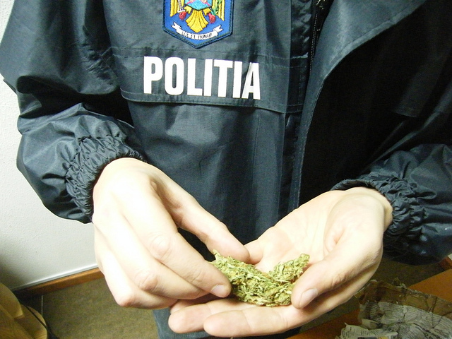 Politistii antidrog au confiscat sute de kilograme de 
