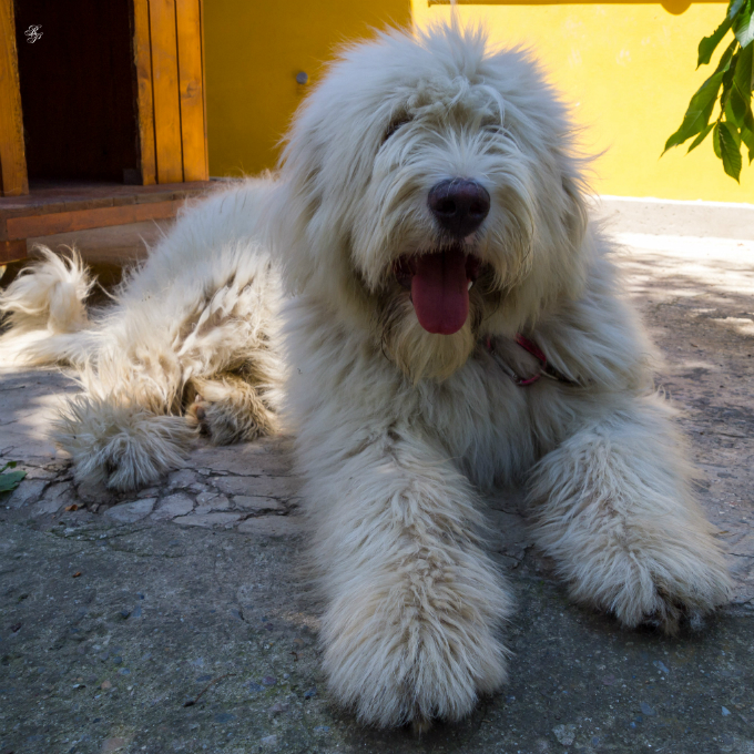 Asa arata un ciobanesc mioritic. pe al lui Sorin cartu il chema Armani