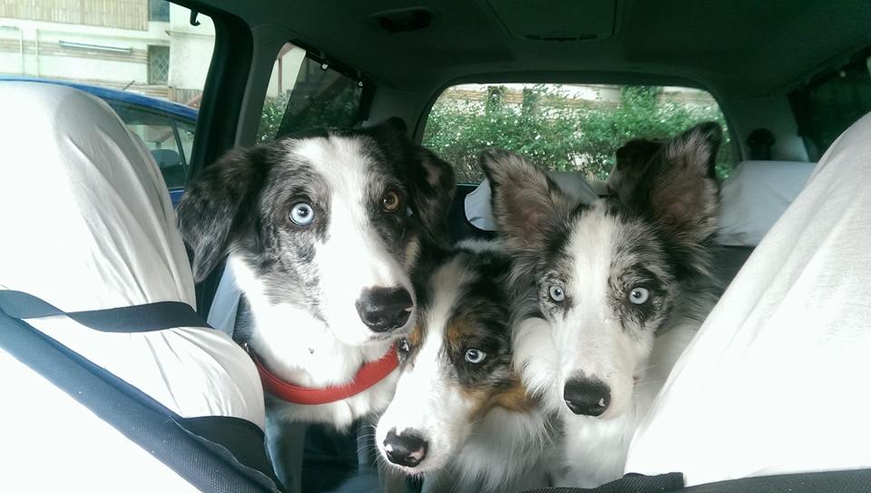 Patrupedele dresorului au castigat numeroase premii la concursuri internationale