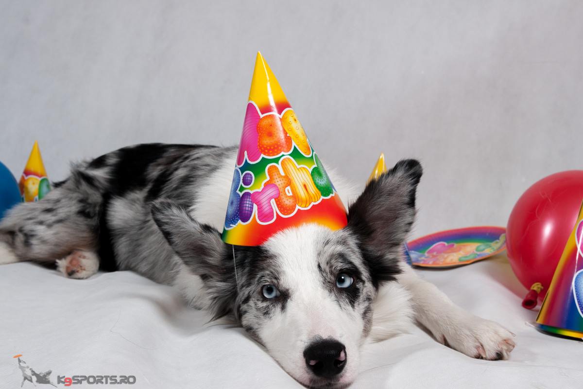 Indy este cel mai nou membru al familiei