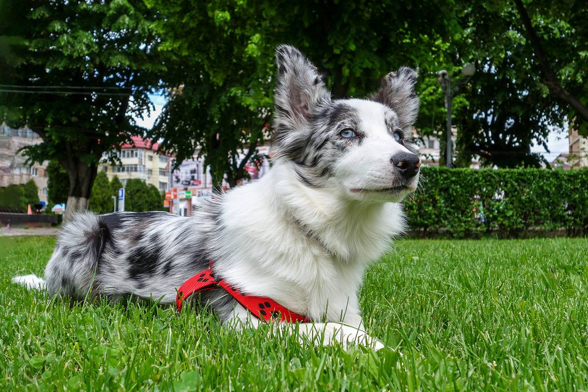 Bruno Icobet s-a dus dupa Indy tocmai pana in Cehia