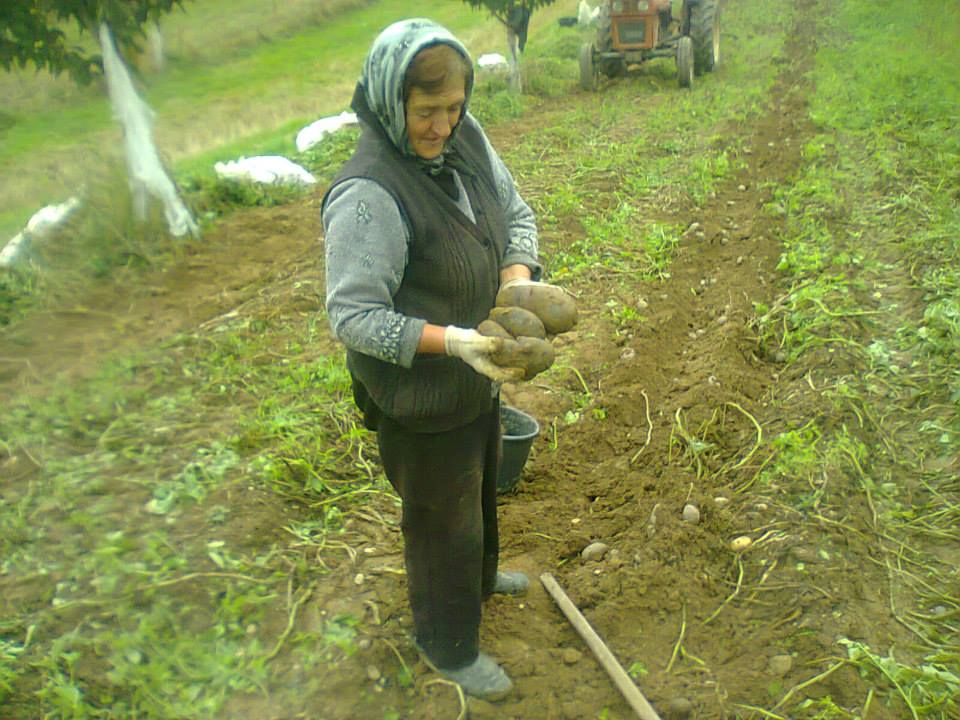 Soacra lui Oncescu culege recolta