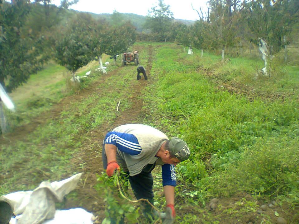 Oncescu a cultivat patru tone de cartofi